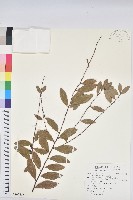 藏品(水金京)的圖片