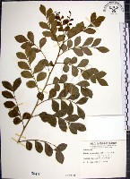 藏品(月橘)的圖片