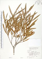 藏品(車桑子)的圖片