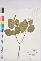 藏品(倒地蜈蚣、四角銅鑼)的圖片