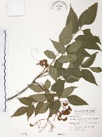 藏品(野鴉椿)的圖片