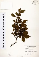 藏品(烏皮九芎、奮起湖野茉莉)的圖片