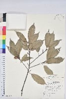 藏品(烏皮九芎、奮起湖野茉莉)的圖片