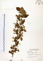 藏品(臺灣野茉莉)的圖片