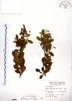 藏品(灰木)的圖片