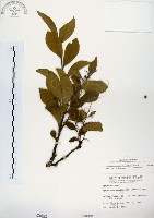 藏品(灰木)的圖片