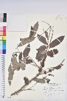 藏品(米碎柃木)的圖片