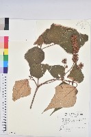 藏品(厚葉柃木)的圖片