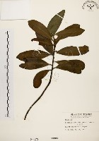 藏品(大頭茶)的圖片