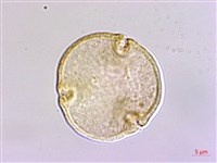 藏品(六翅木)的圖片