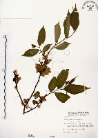 藏品(阿里山榆)的圖片