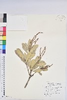 藏品(長梗盤花麻)的圖片