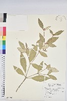 藏品(大冷水麻)的圖片