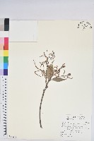 藏品(海埔姜)的圖片