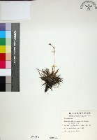 藏品(乾溝飄拂草)的圖片