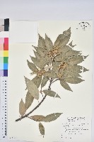 藏品(叢立孔雀椰子)的圖片