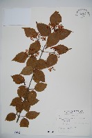 藏品(紅子莢迷)的圖片