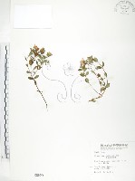 藏品(玉山金絲桃)的圖片