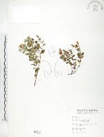 藏品(玉山金絲桃)的圖片