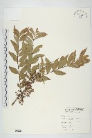 藏品(臺灣馬桑)的圖片