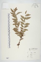 藏品(臺灣馬桑)的圖片