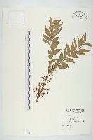 藏品(臺灣馬桑)的圖片