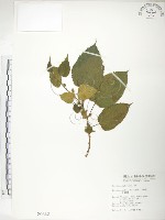 藏品(小構樹)的圖片