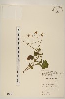 藏品(紫背草)的圖片