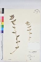 藏品(乳仔草)的圖片