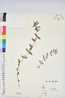 藏品(乳仔草)的圖片