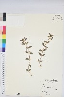 藏品(乳仔草)的圖片