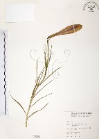 藏品(臺灣百合)的圖片