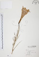 藏品(臺灣百合)的圖片