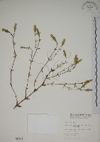 藏品(黃斑龍膽)的圖片