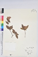 藏品(金毛杜鵑)的圖片