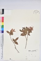 藏品(金毛杜鵑)的圖片