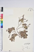 藏品(高山白珠樹)的圖片