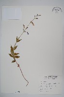 藏品(輪葉沙參)的圖片