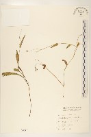 藏品(兔仔菜)的圖片