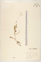 藏品(兔仔菜)的圖片