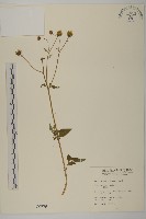 藏品(鬼針)的圖片