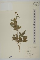 藏品(鬼針)的圖片