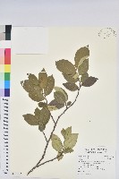 藏品(雙葉羊耳蒜、玉簪羊耳蘭)的圖片