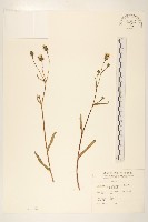 藏品(玉山毛蓮菜)的圖片