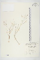 藏品(玉山筷子芥)的圖片