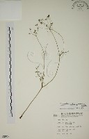 藏品(玉山茴香)的圖片