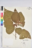 藏品(野桐)的圖片