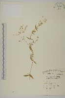 藏品(疏花繁縷)的圖片