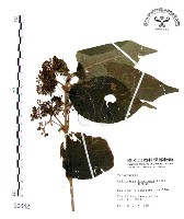 藏品(杜虹花，台灣紫珠)的圖片