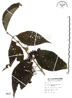 藏品(杜虹花，台灣紫珠)的圖片